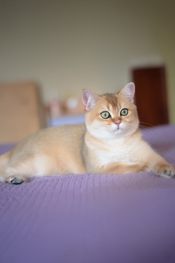 Vesta | British Shorthair Kitten