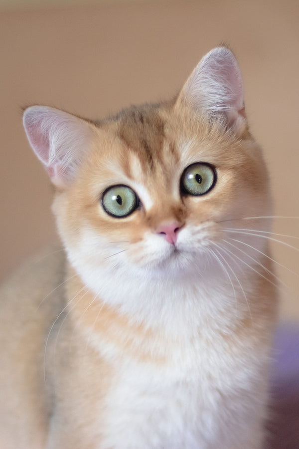 Vesta | British Shorthair Kitten