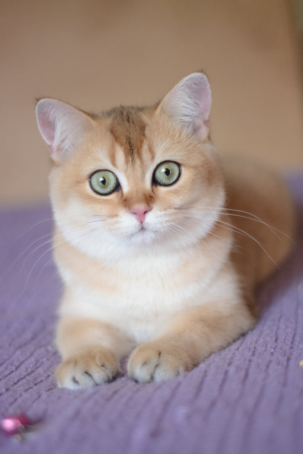Vesta | British Shorthair Kitten