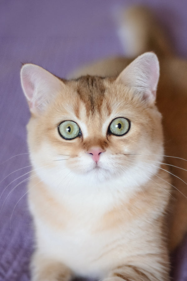 Vesta | British Shorthair Kitten