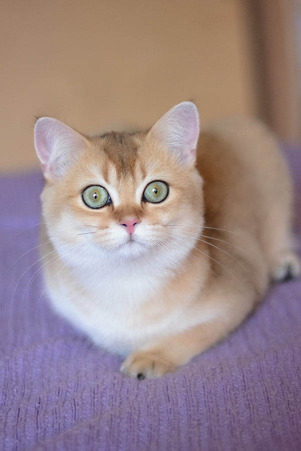 Vesta | British Shorthair Kitten