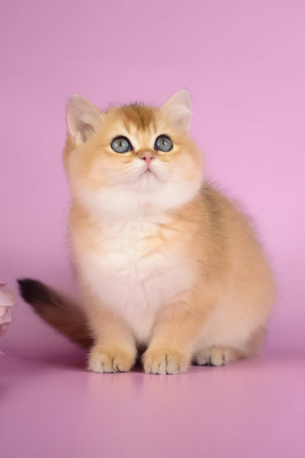 Vesta | British Shorthair Kitten