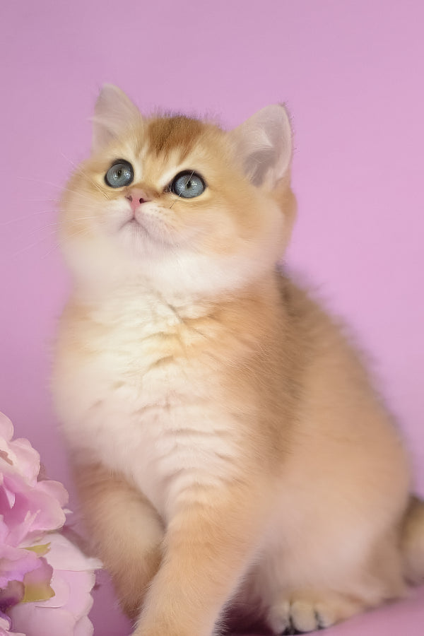 Vesta | British Shorthair Kitten