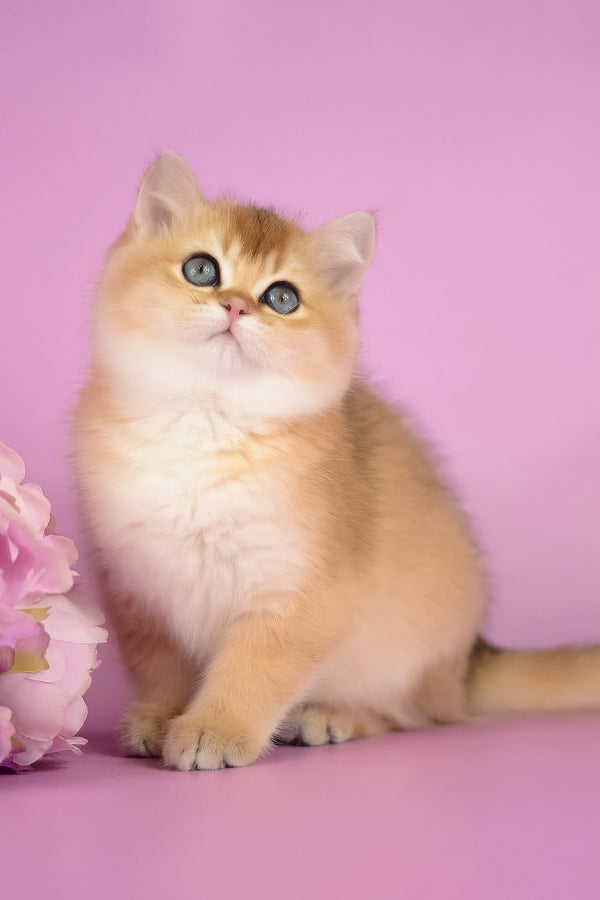 Vesta | British Shorthair Kitten