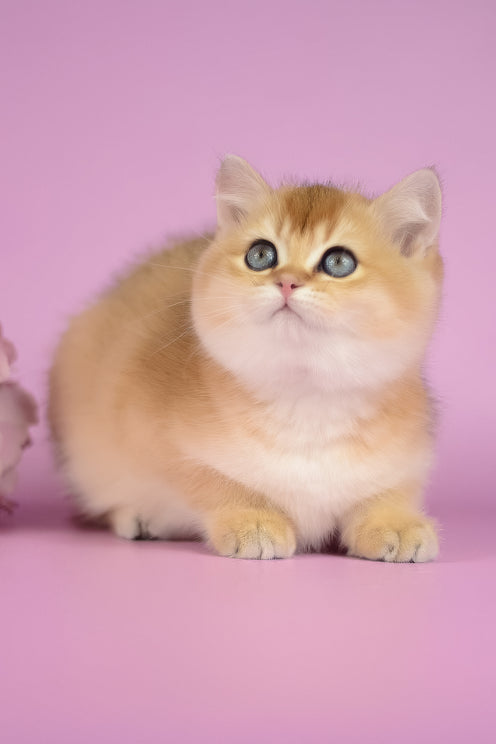Vesta | British Shorthair Kitten
