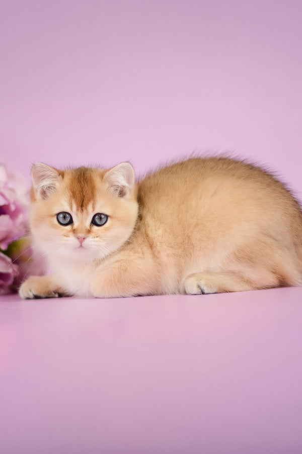 Vesta | British Shorthair Kitten