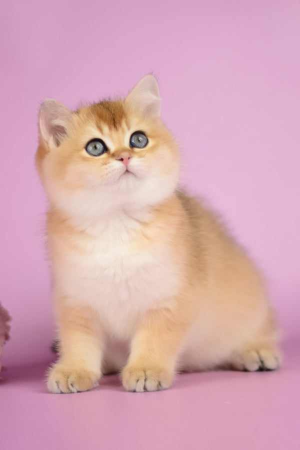 Vesta | British Shorthair Kitten