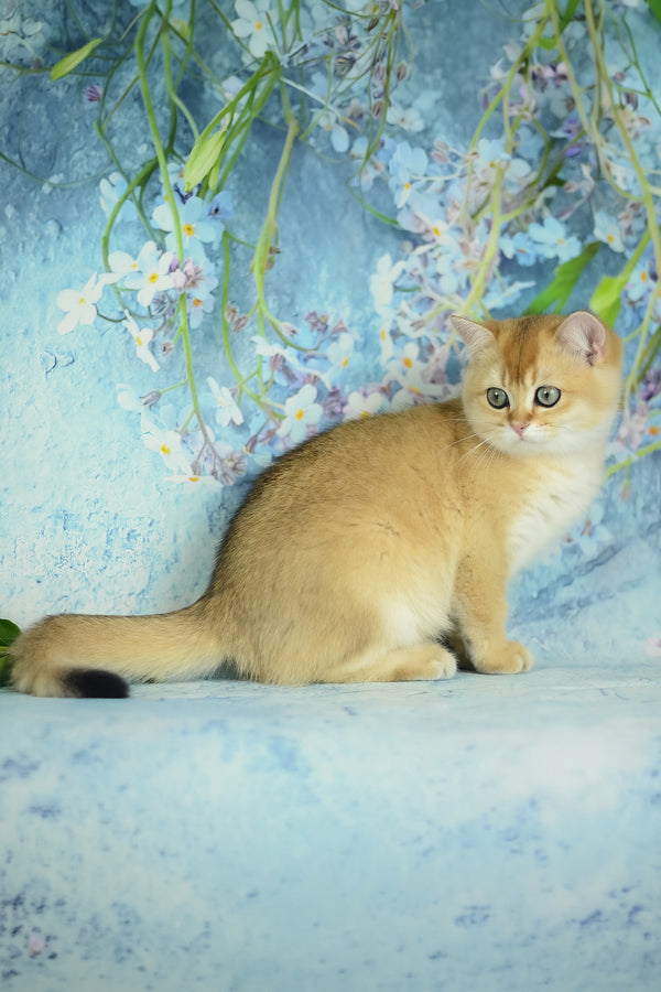 Vesta | British Shorthair Kitten