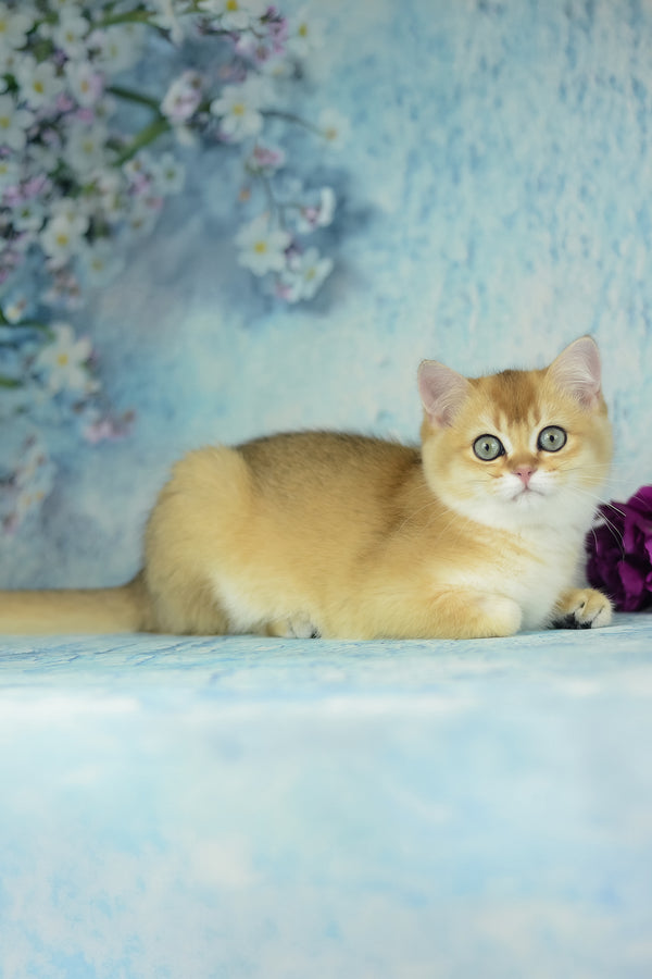 Vesta | British Shorthair Kitten
