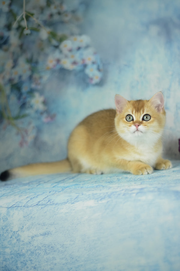 Vesta | British Shorthair Kitten