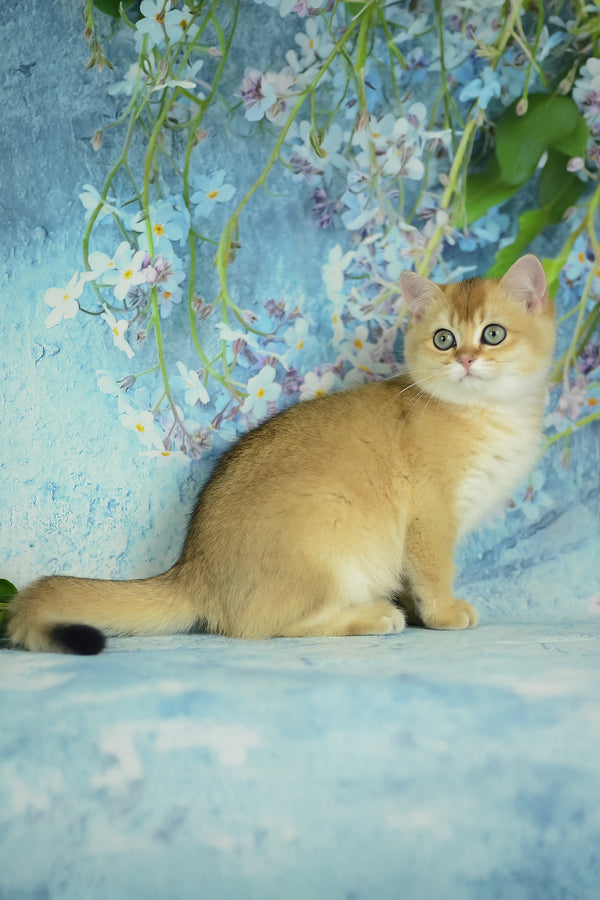 Vesta | British Shorthair Kitten
