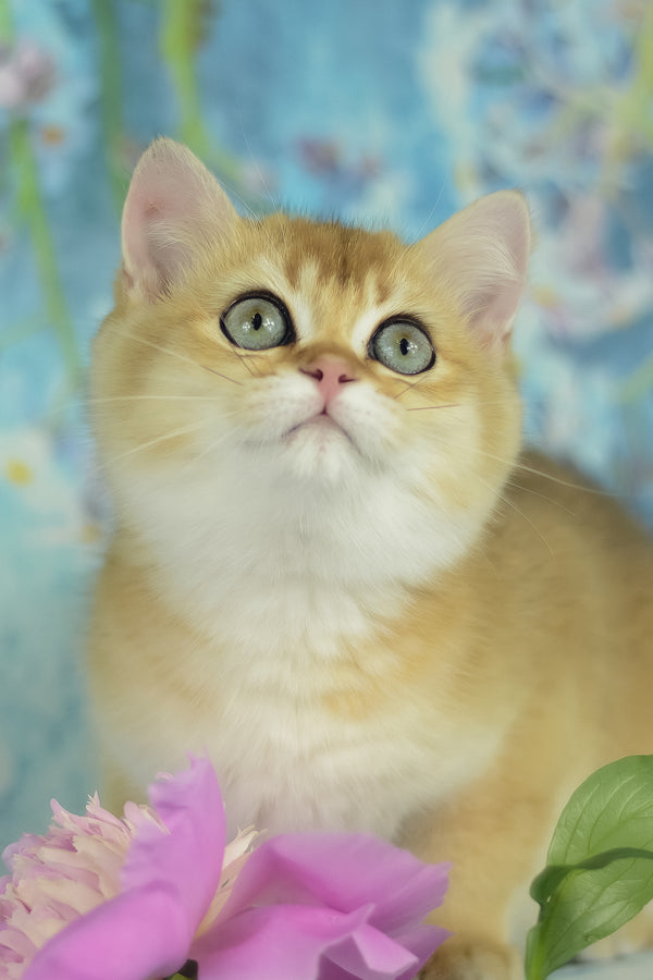 Vesta | British Shorthair Kitten