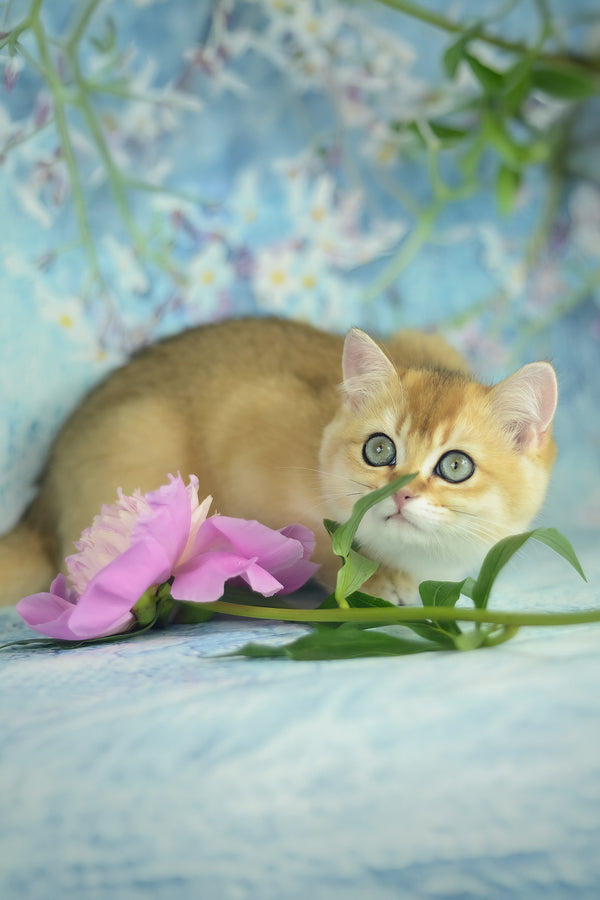 Vesta | British Shorthair Kitten