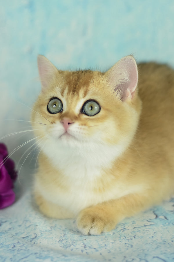 Vesta | British Shorthair Kitten