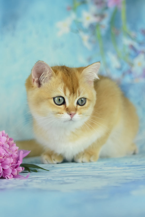 Vesta | British Shorthair Kitten