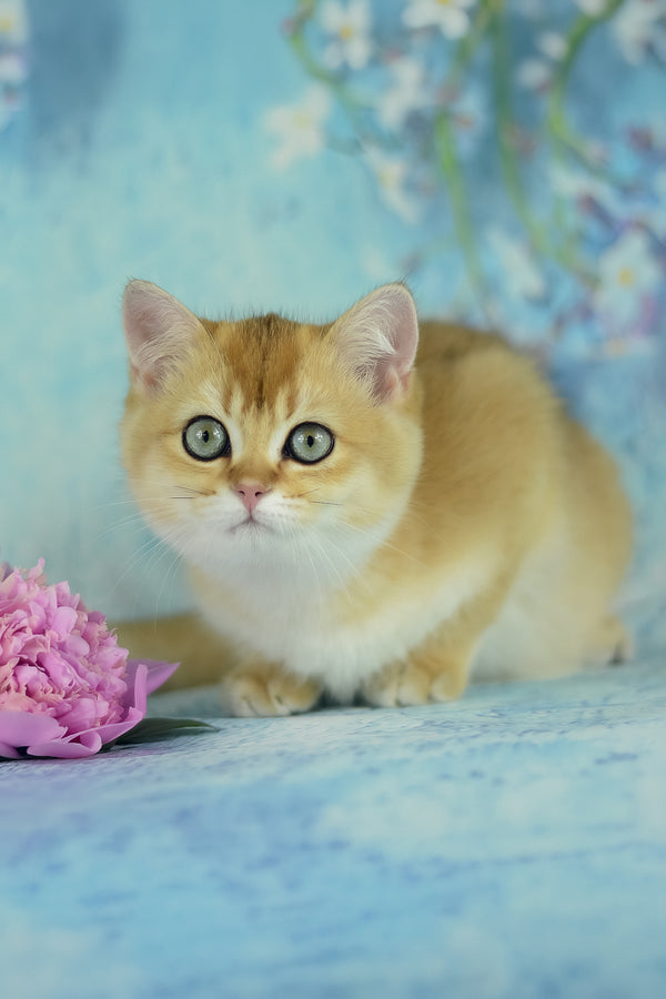 Vesta | British Shorthair Kitten