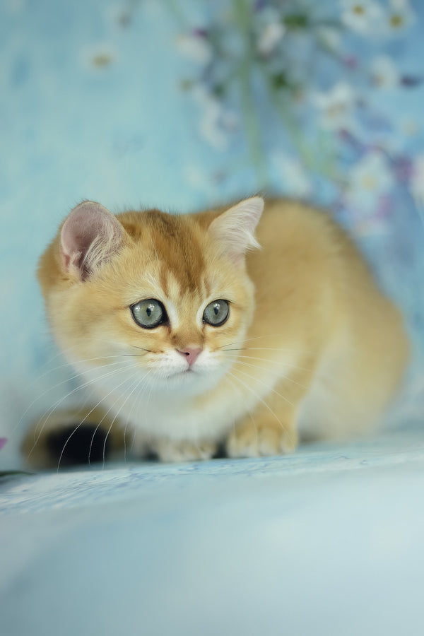 Vesta | British Shorthair Kitten