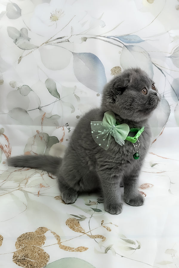 Victor | Scottish Fold Kitten