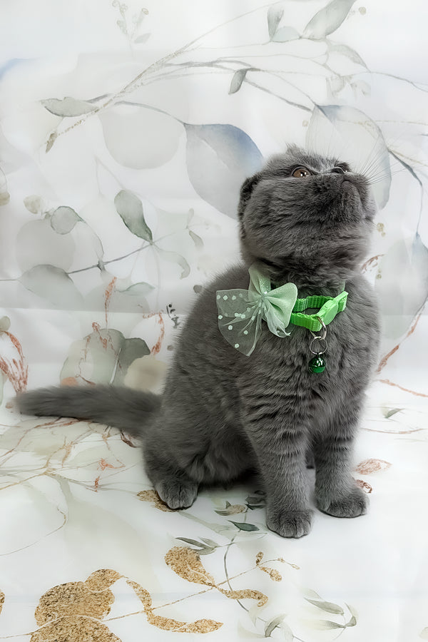 Victor | Scottish Fold Kitten