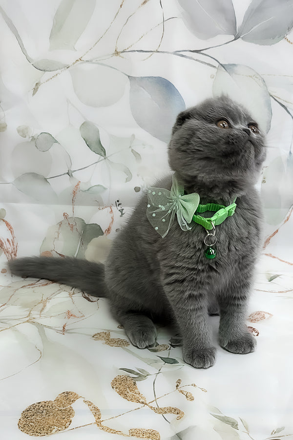 Victor | Scottish Fold Kitten