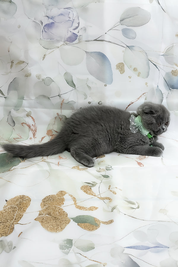 Victor | Scottish Fold Kitten