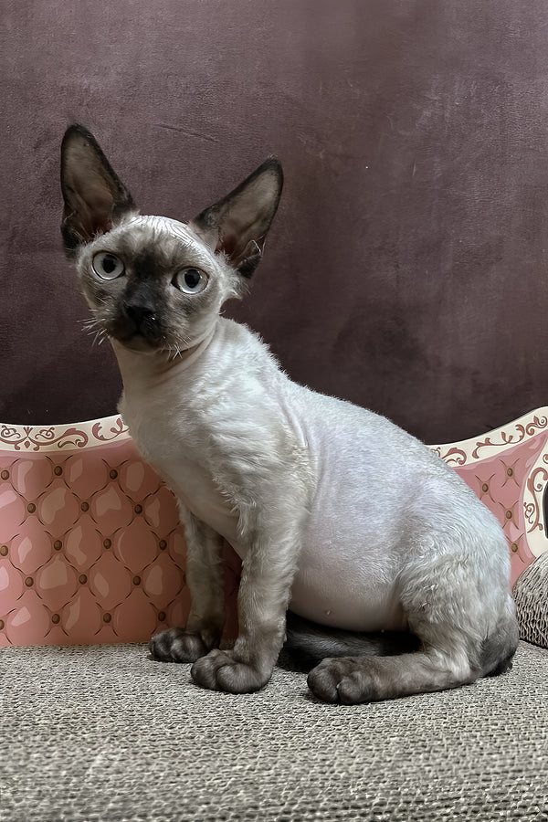 Victor | Devon Rex Kitten