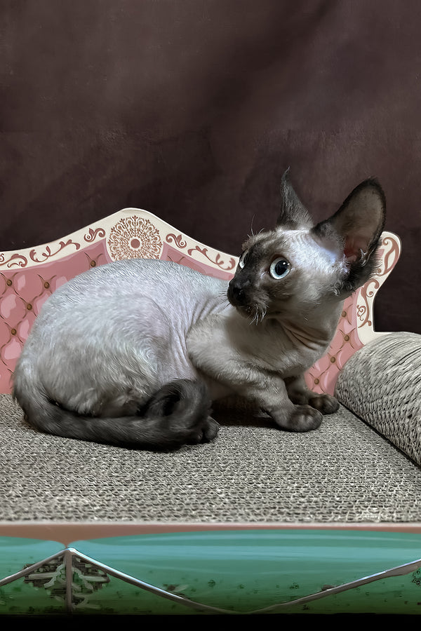 Victor | Devon Rex Kitten
