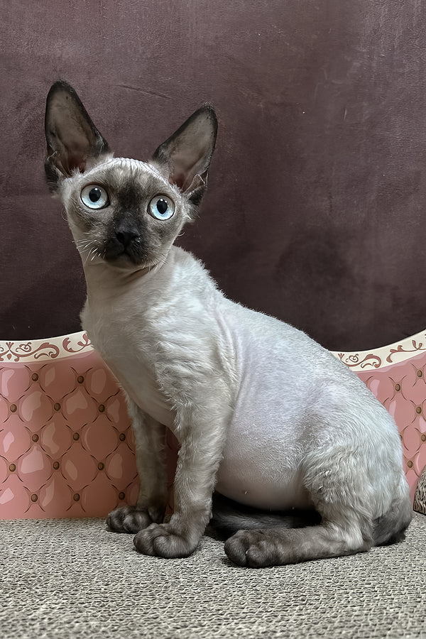 Victor | Devon Rex Kitten