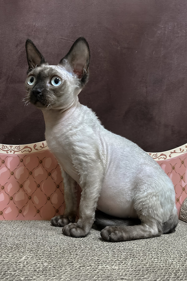 Victor | Devon Rex Kitten