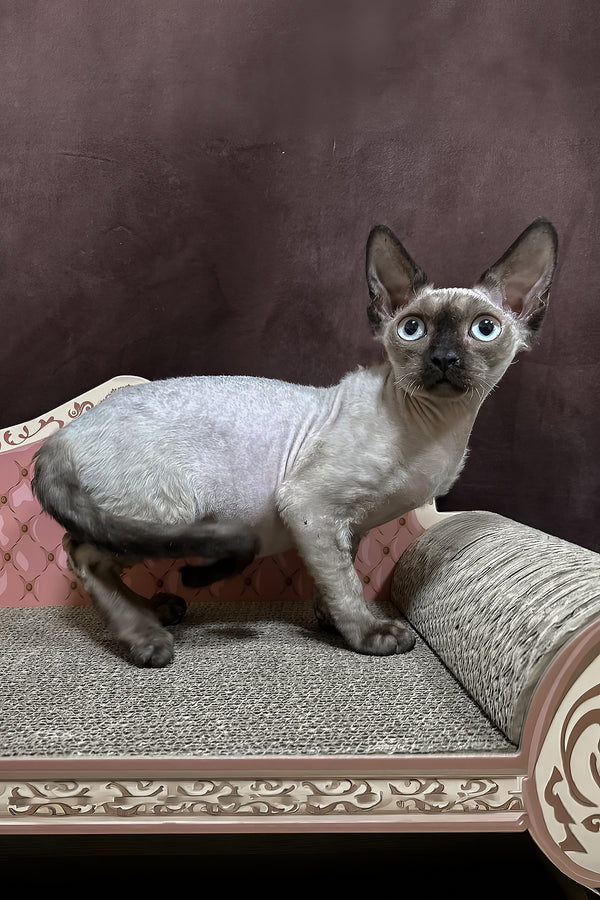 Victor | Devon Rex Kitten