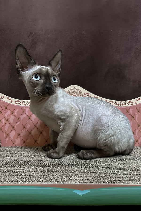 Victor | Devon Rex Kitten