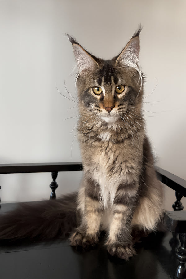 Victoria | Maine Coon Kitten