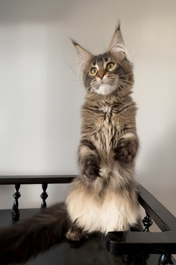 Victoria | Maine Coon Kitten