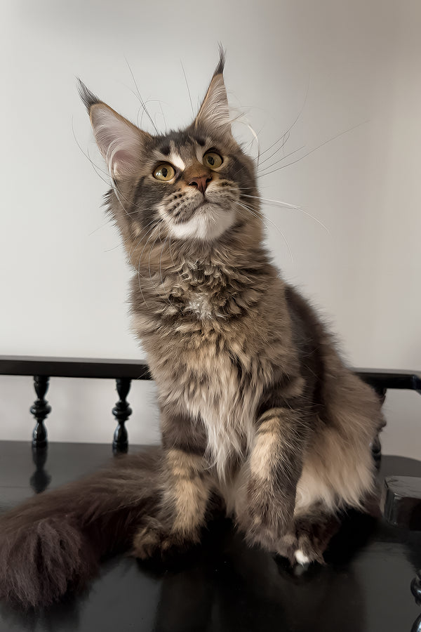 Victoria | Maine Coon Kitten