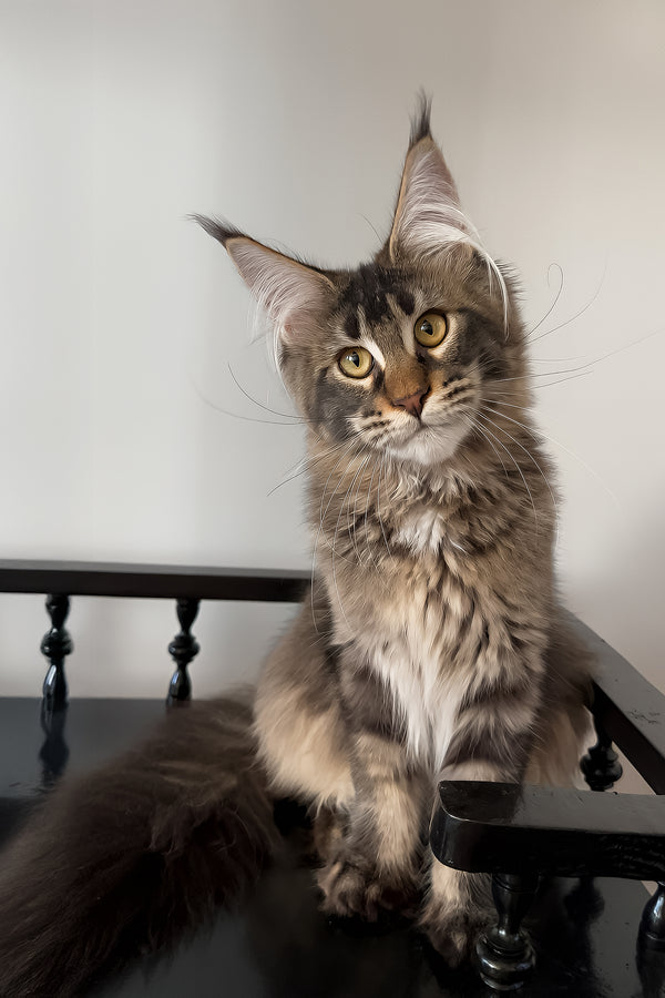 Victoria | Maine Coon Kitten