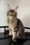 Victoria | Maine Coon Kitten