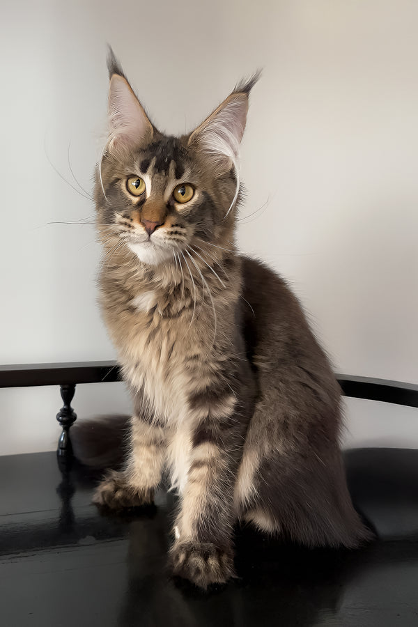 Victoria | Maine Coon Kitten