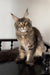 Victoria | Maine Coon Kitten