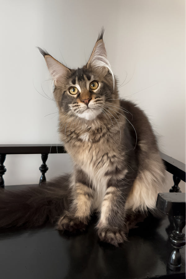 Victoria | Maine Coon Kitten