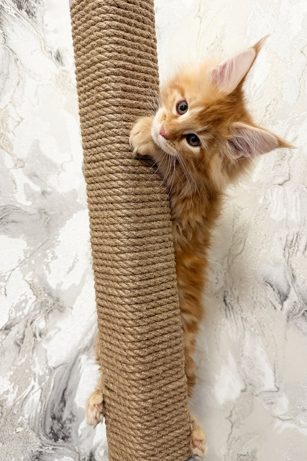 Vivian | Maine Coon Kitten