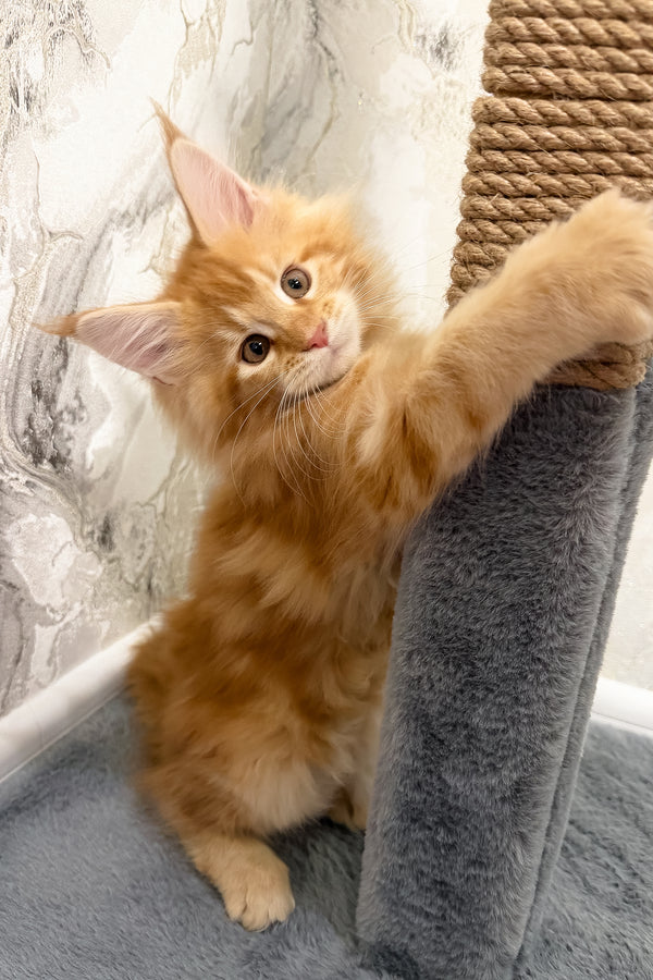 Vivian | Maine Coon Kitten