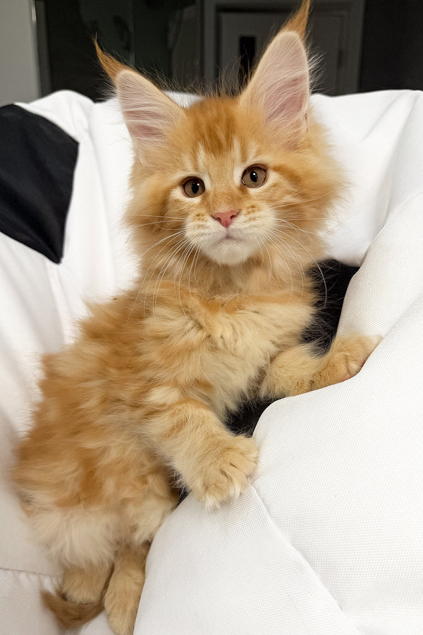 Vivian | Maine Coon Kitten
