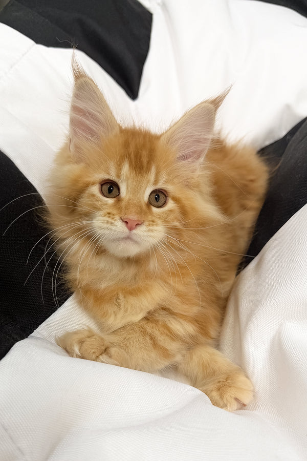 Vivian | Maine Coon Kitten