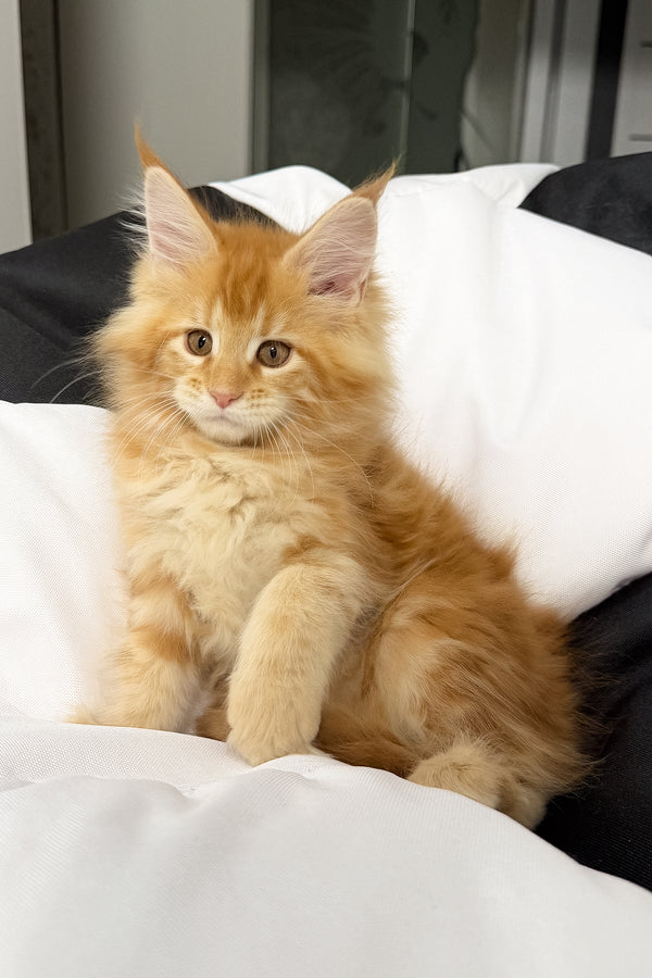 Vivian | Maine Coon Kitten