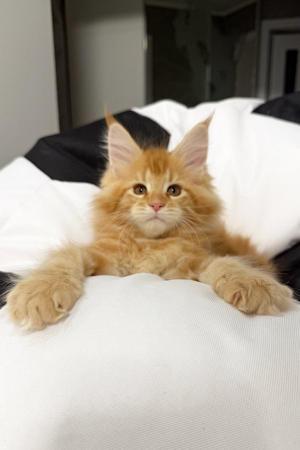 Vivian | Maine Coon Kitten