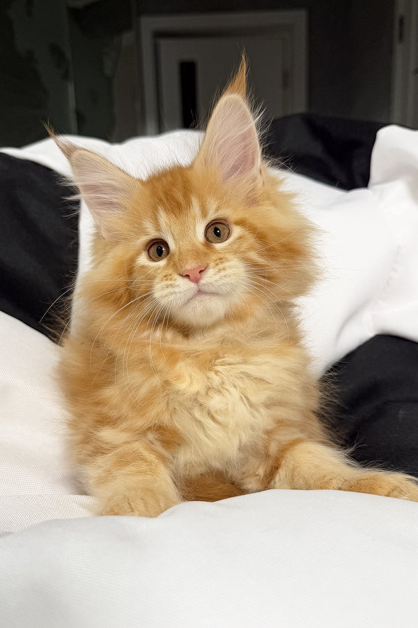 Vivian | Maine Coon Kitten