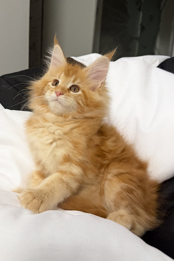 Vivian | Maine Coon Kitten