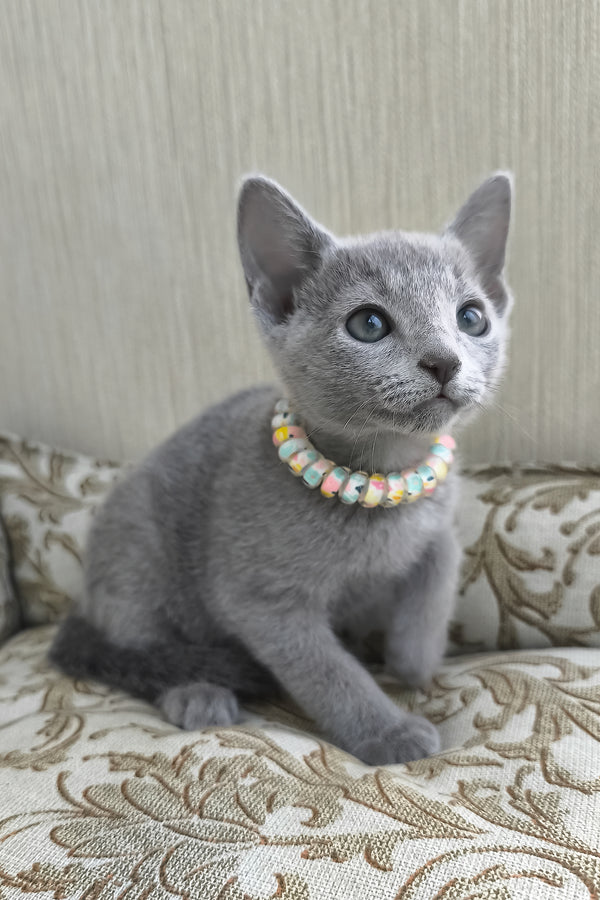 Victoria | Russian Blue Kitten