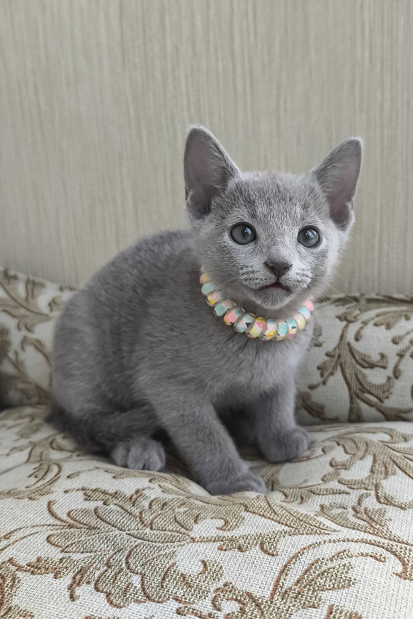 Victoria | Russian Blue Kitten