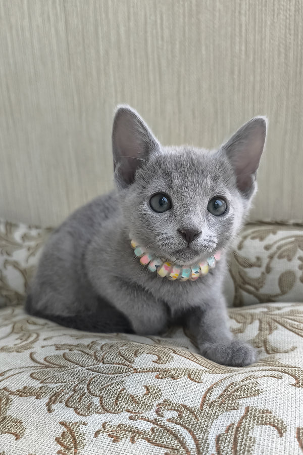 Victoria | Russian Blue Kitten